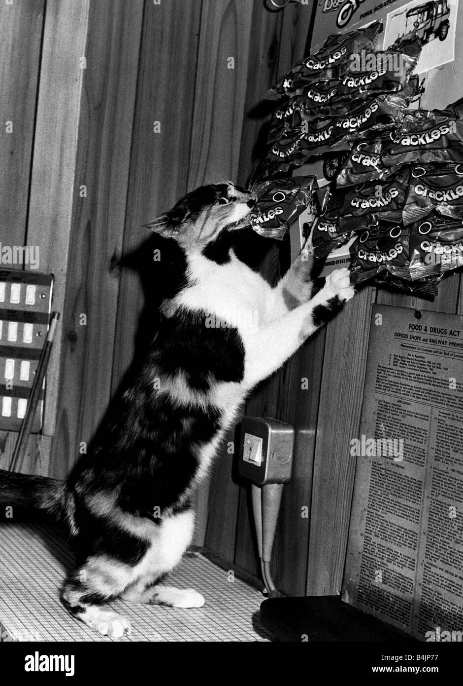 Cat stealing packet pork scratchings Squeak pub cat belongs to Marjorie Birchall Roebuck Inn Rossendale circa 1983 Stock Photo