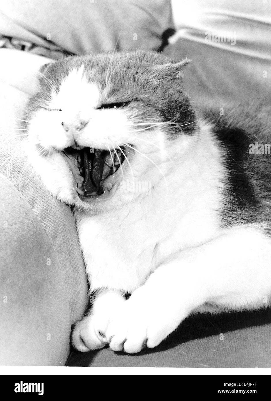 Hissing Cat Stock Photos & Hissing Cat Stock Images Alamy