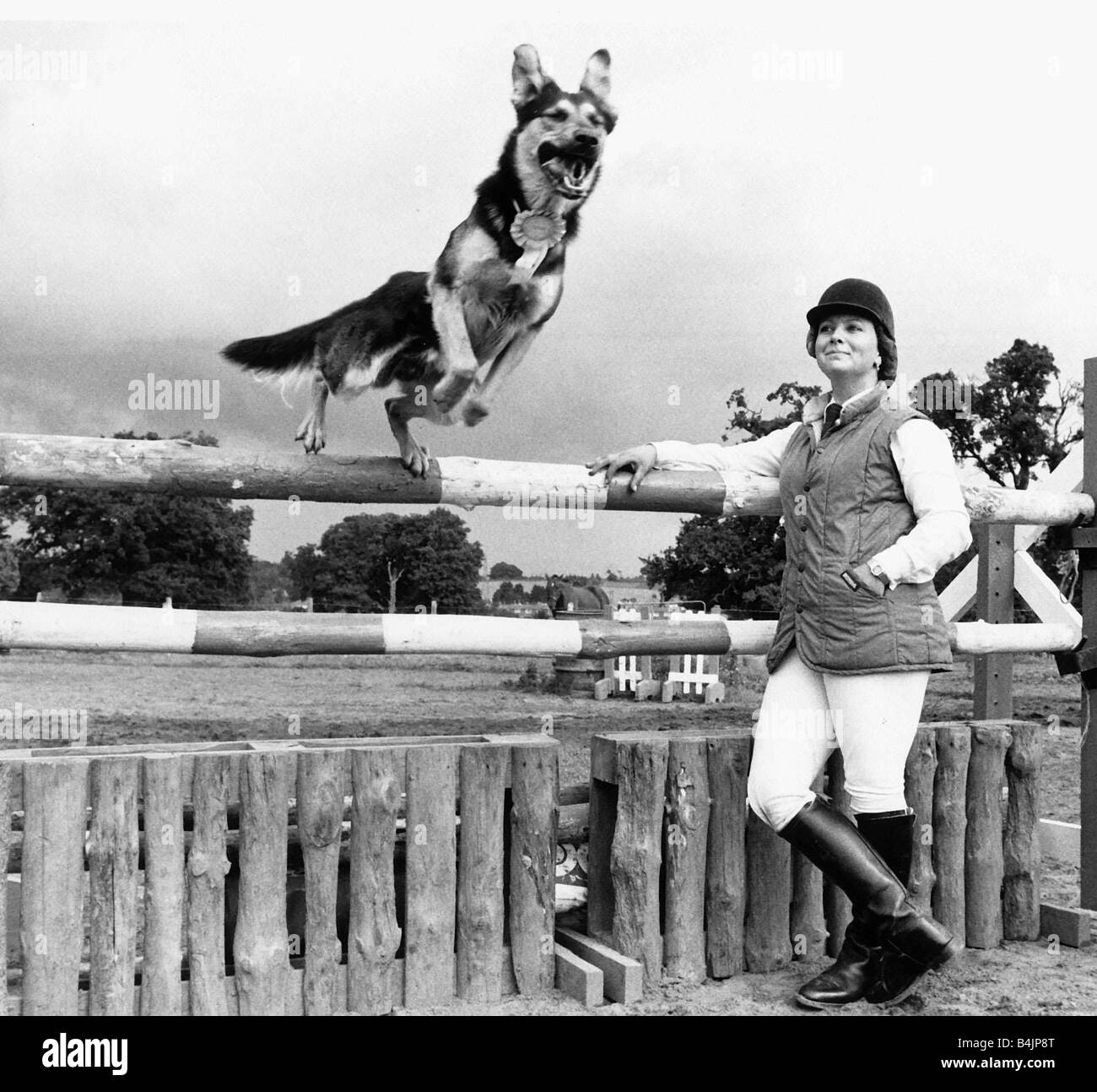 Jed the Alsatian Dog jumping over showjumping fence 1984 Stock Photo