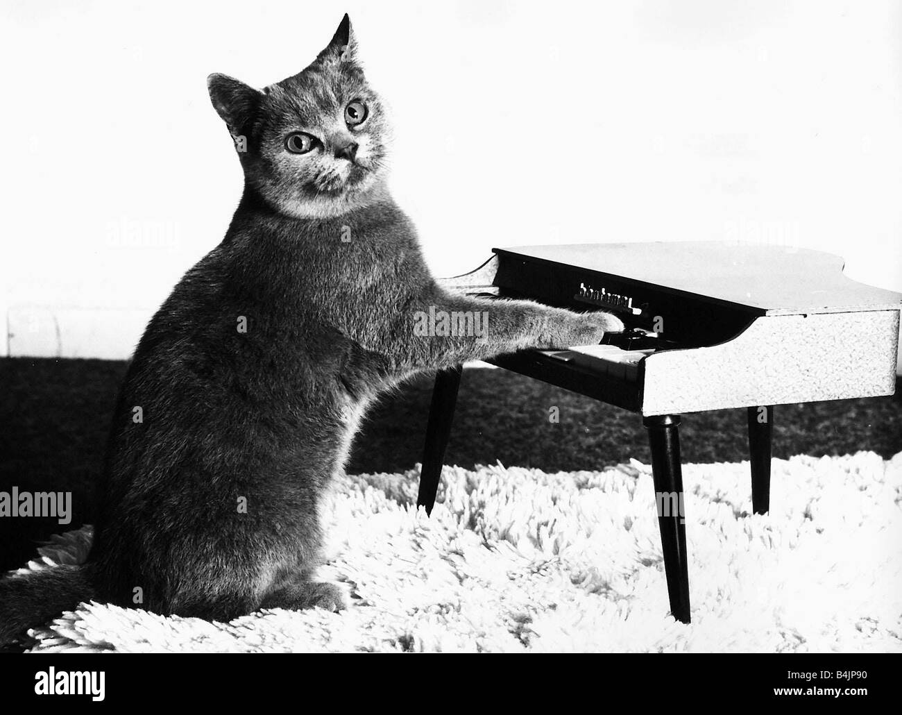 Meet Stevie Wonder The Blind Pianoplaying Cat Who Loves To Entertain Himself By Tinkling The