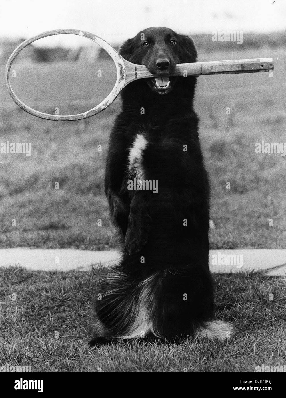 Lindy Lou the Dog with tennis racket in mouth 1980 Stock Photo