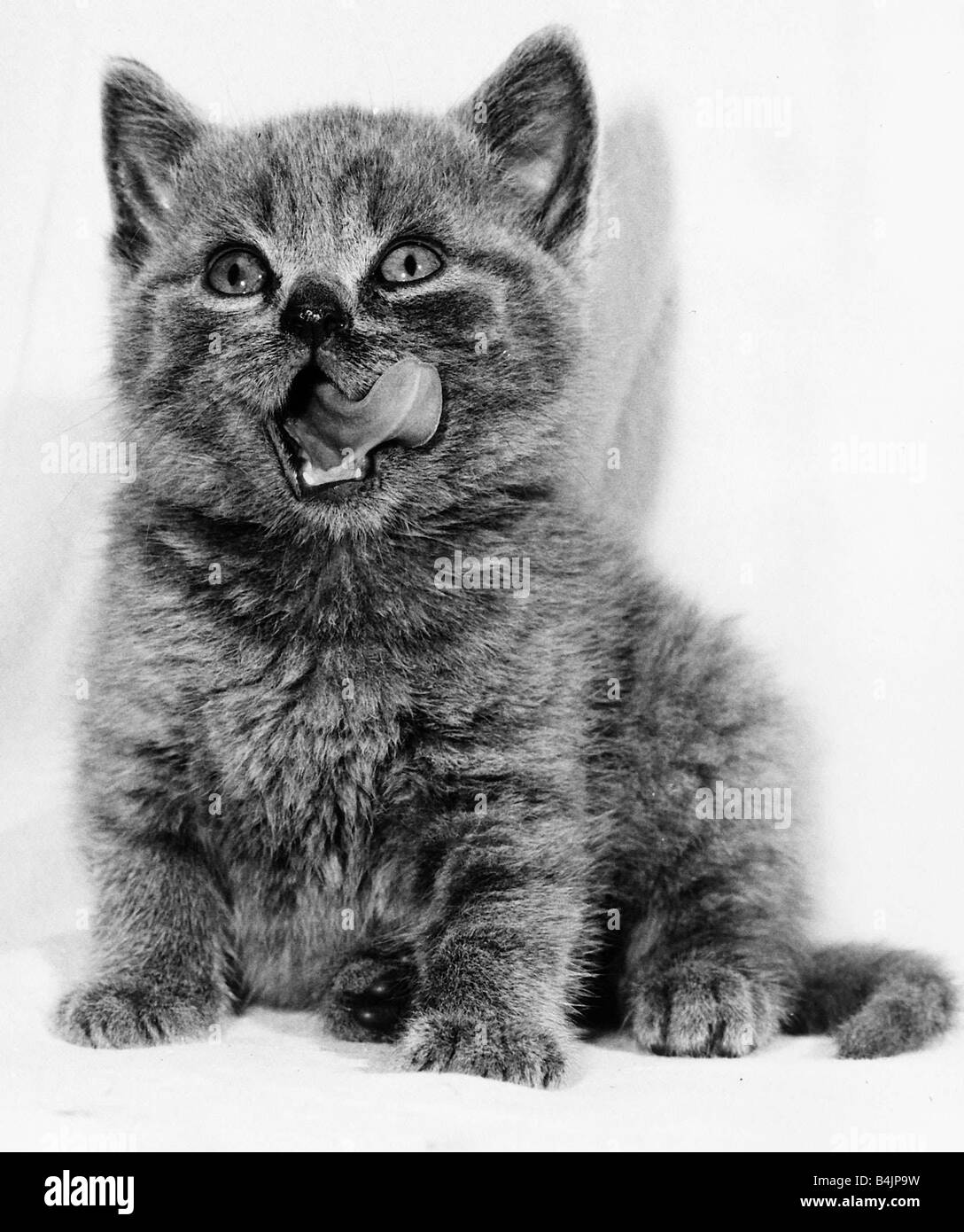 Rosie the Kitten licking her lips 1984 Stock Photo Alamy