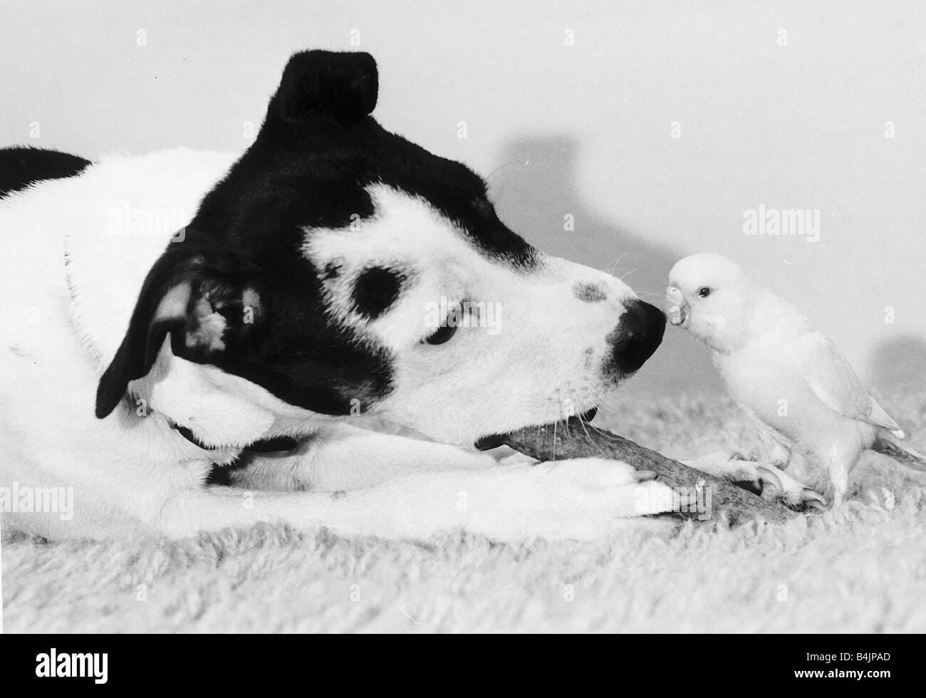 Joey the Budgie pecks nose of Jack Russell dog 1985 Stock Photo