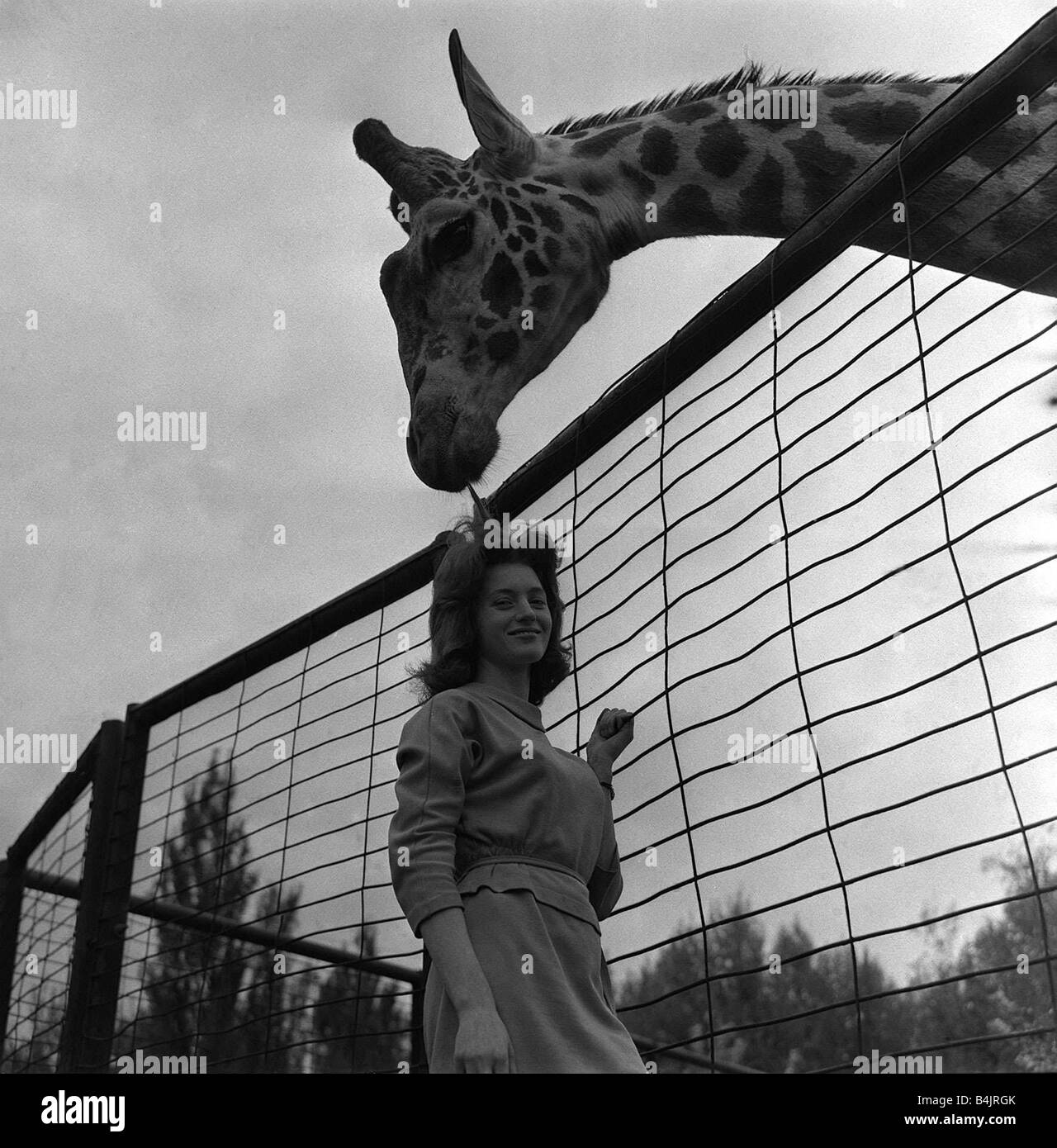Giraffe called George May 1963 at Chester Zoo Irene Green with Giraffe