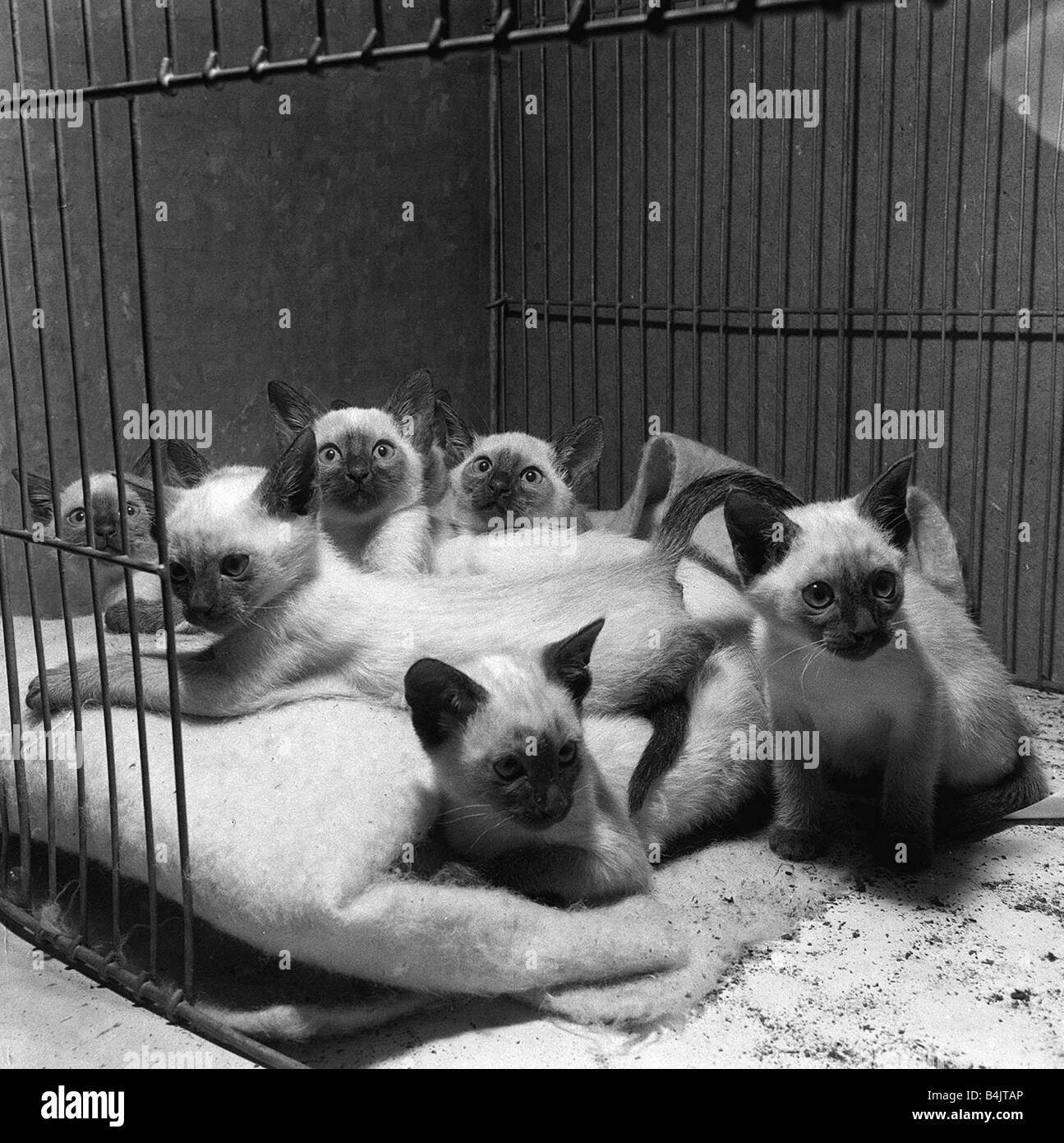 Cats and Kittens in their show cages at the 1958 National Cat Show at