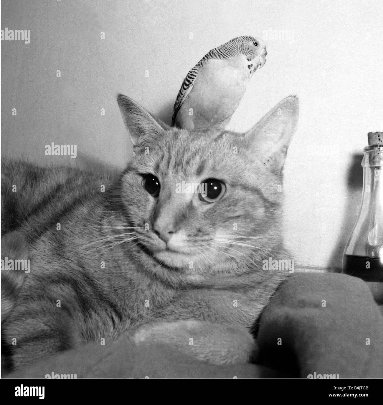 Birds Budgies January 1955 Tiger the tabby cat with Jimmy the Budgie sitting on the cats head The pair belong to Annette and John Cobb of Hendon Stock Photo