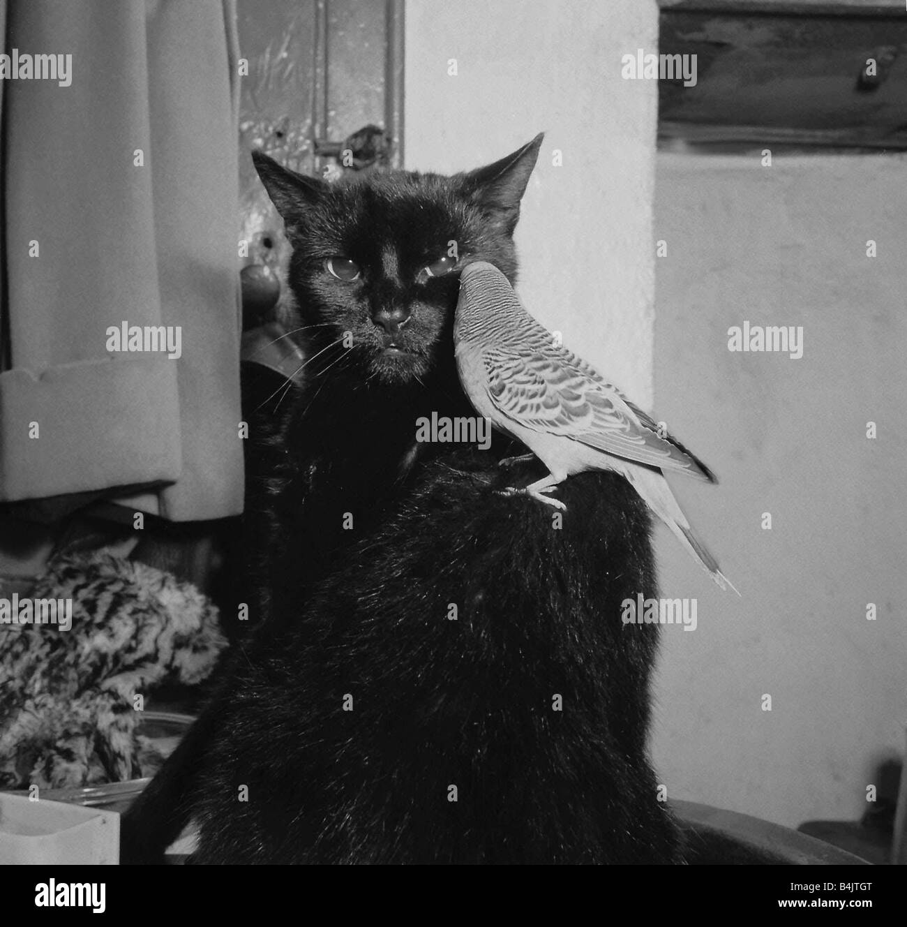Birds Budgies January 1955 Sooty the black cat with Jimmy the Budgie sitting on his back The pair belong to Annette and John Cobb of Hendon Stock Photo