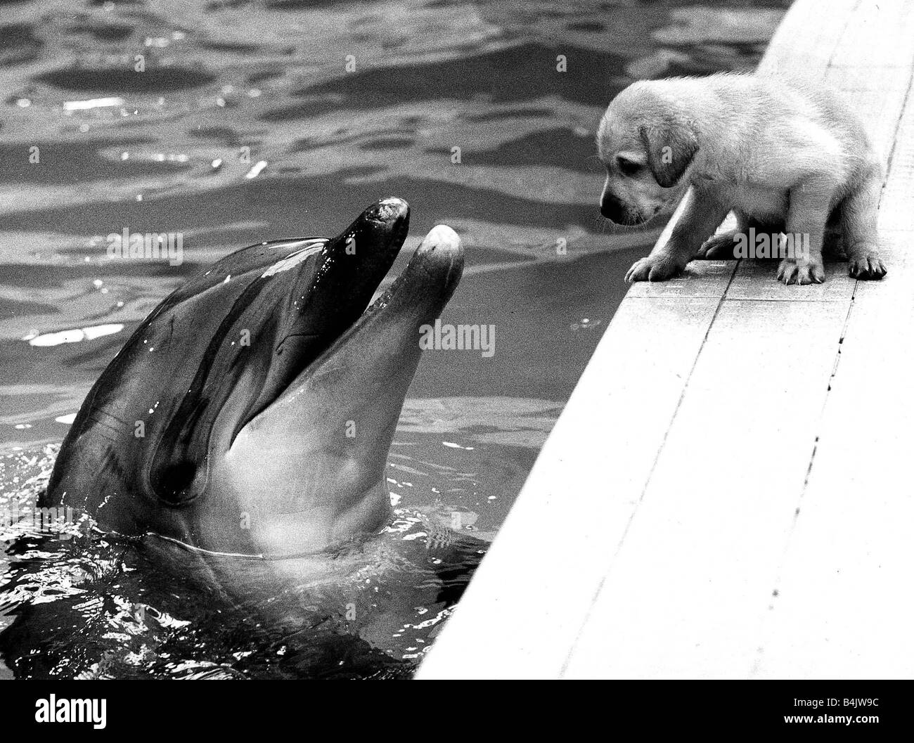 Talking ben the dog Black and White Stock Photos & Images - Alamy