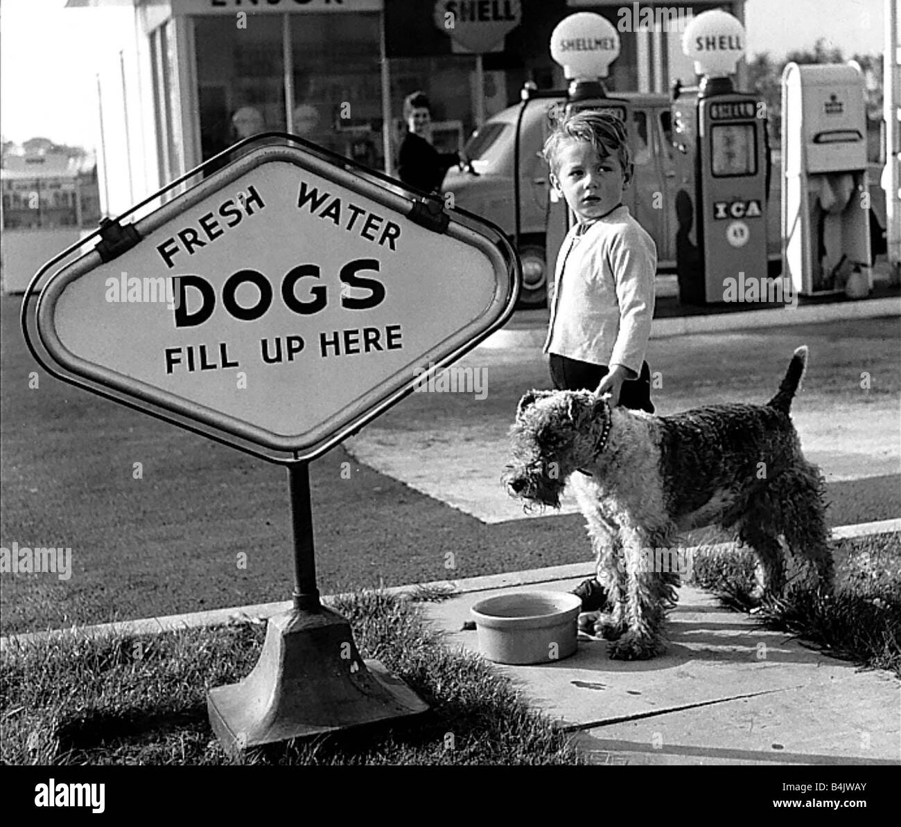 Animals Humour Dogs October 1959 Peter Monkhouse and his pup Snook at the shell garage near Manchester Peter has taken his dog their to fill up at the Dogs pump Sign fresh Water Dogs Fill up here Stock Photo
