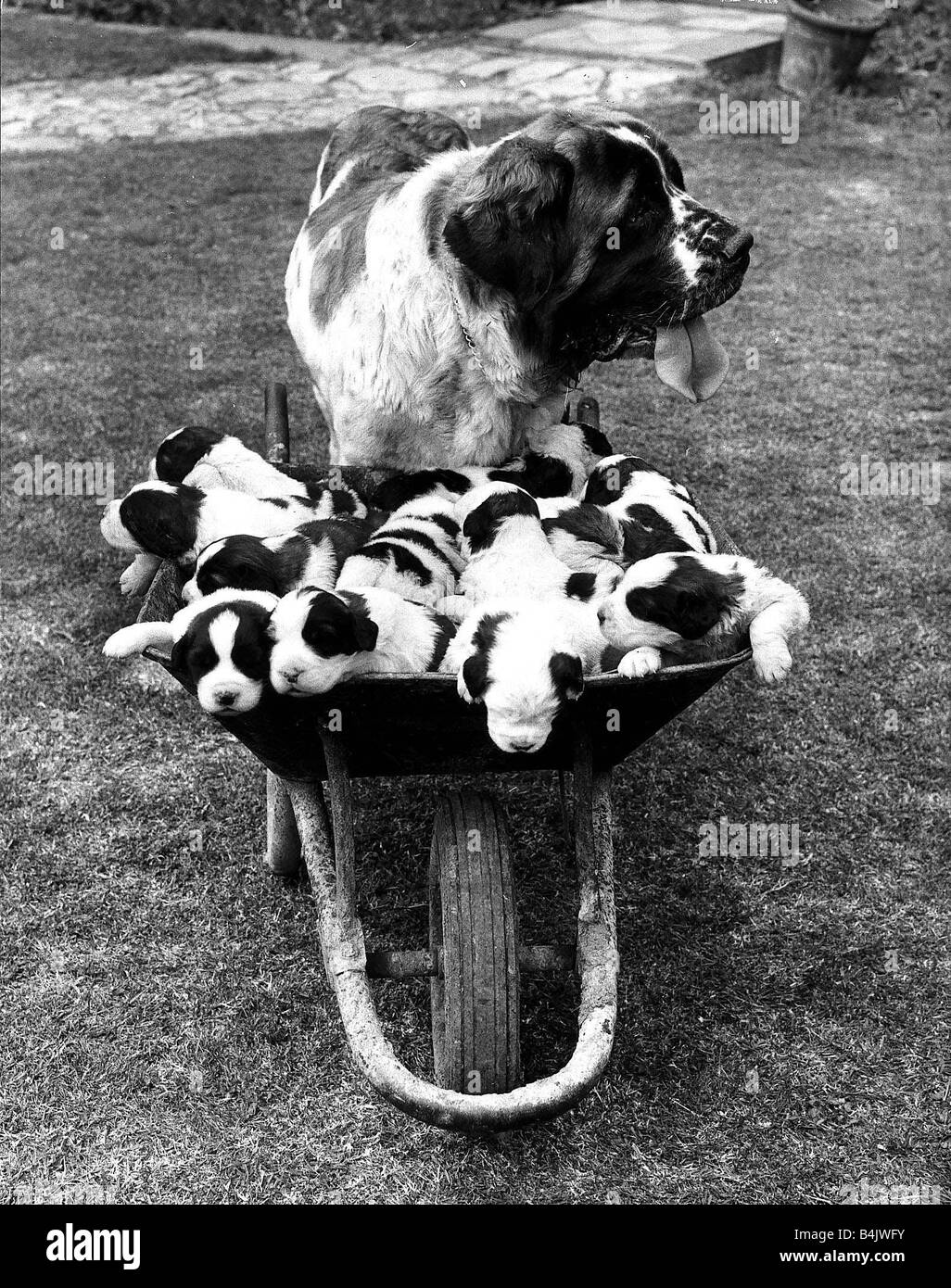Animal Dogs St Bernard June 1966 Titch has had a litter of 15 puppies