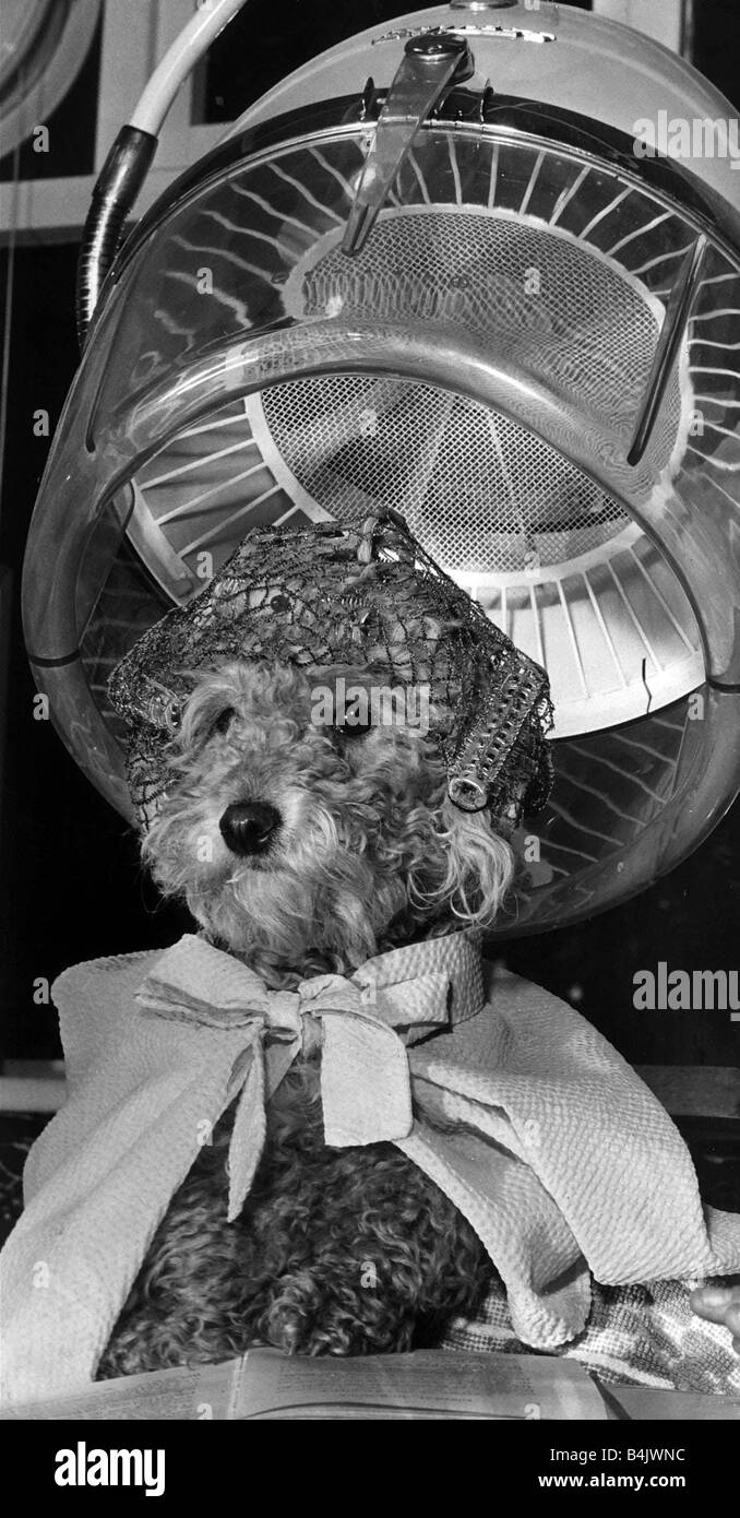 Cherie a two year old Poodle dog sits patiently under a hair drier Dog in hairnet and curlers Stock Photo