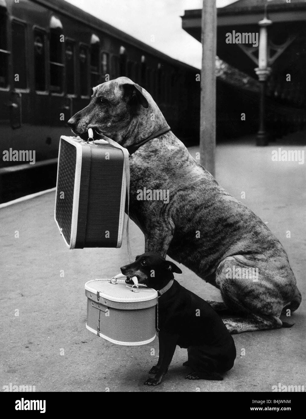 Juno the Great Dane & Chica pets of dog trainer Mrs Barbara Woodhouse sitting Rickmansworth station holding suitcases July 1959 Stock Photo