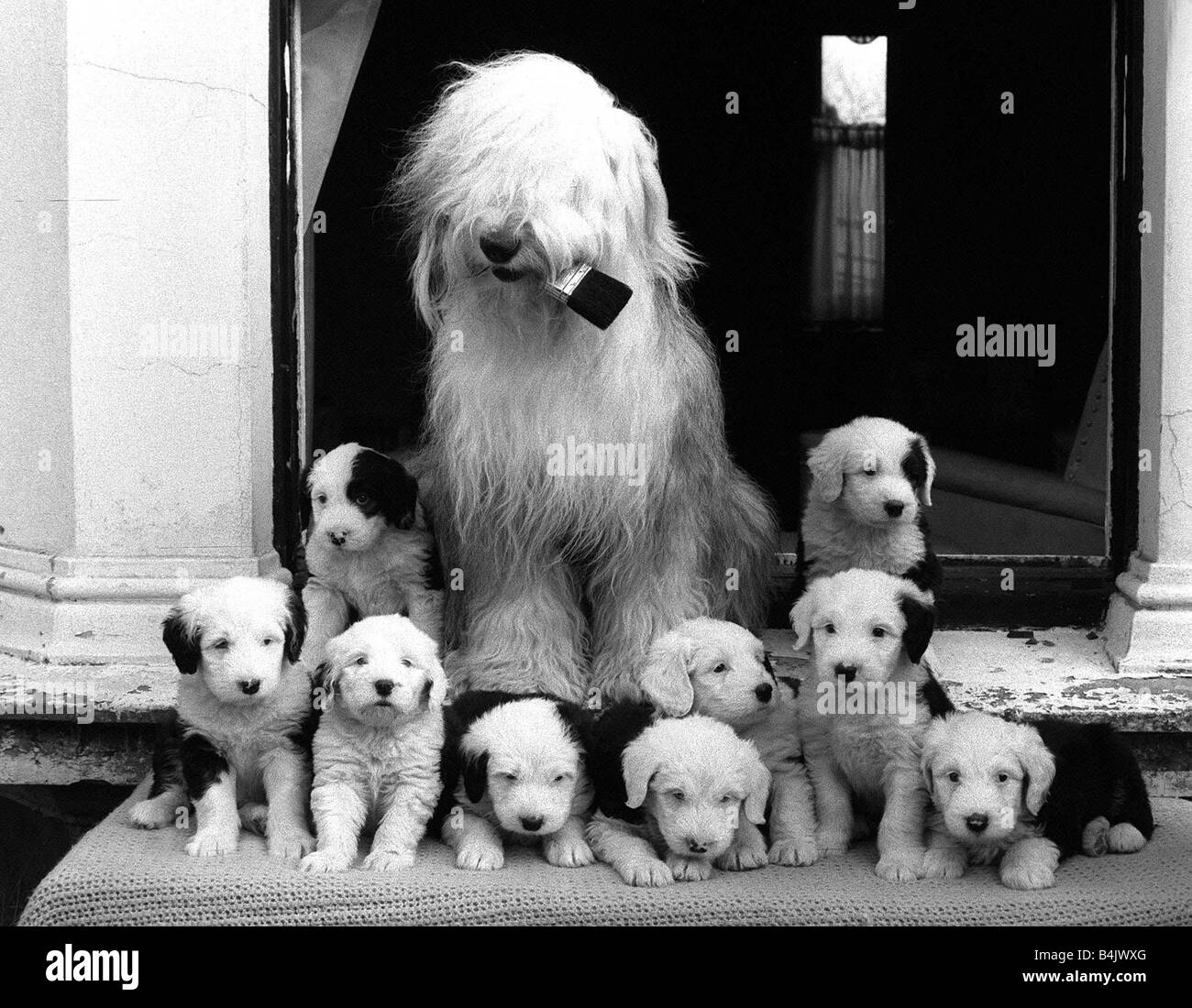 Mrs Dulux an Old English sheepdog and her litter of sheep dog puppies sit on the front doorstep of the home of Mr Craig in Hendon London Paint brush in mouth March 1973 Stock Photo