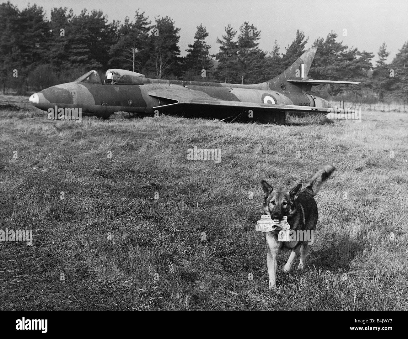 Dogs Alsation Ministry of Aviation February 1964 A crashed plane lies in a tree lined field and Rusty the Alsation is there to help find out why it crashed He s the Ministry of Aviation s air crash dog detective His job to smell out eqipment hurled from the wreckage This demonstration of his skills was staged at the Royal Aircraft Establishment at Farnborough Stock Photo
