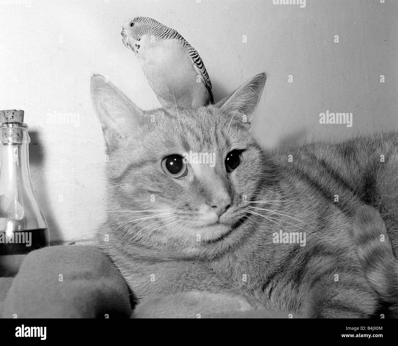 Animals cats and birds budgies budgie on cats head January 1955 Stock Photo