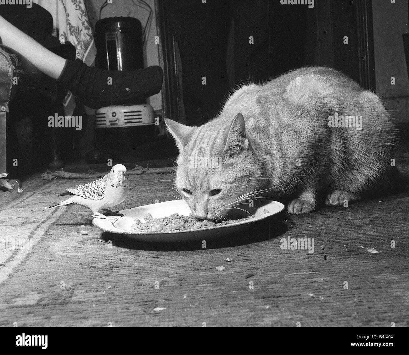 Animals cats and budgie eating from the same plate January 1955 Stock Photo