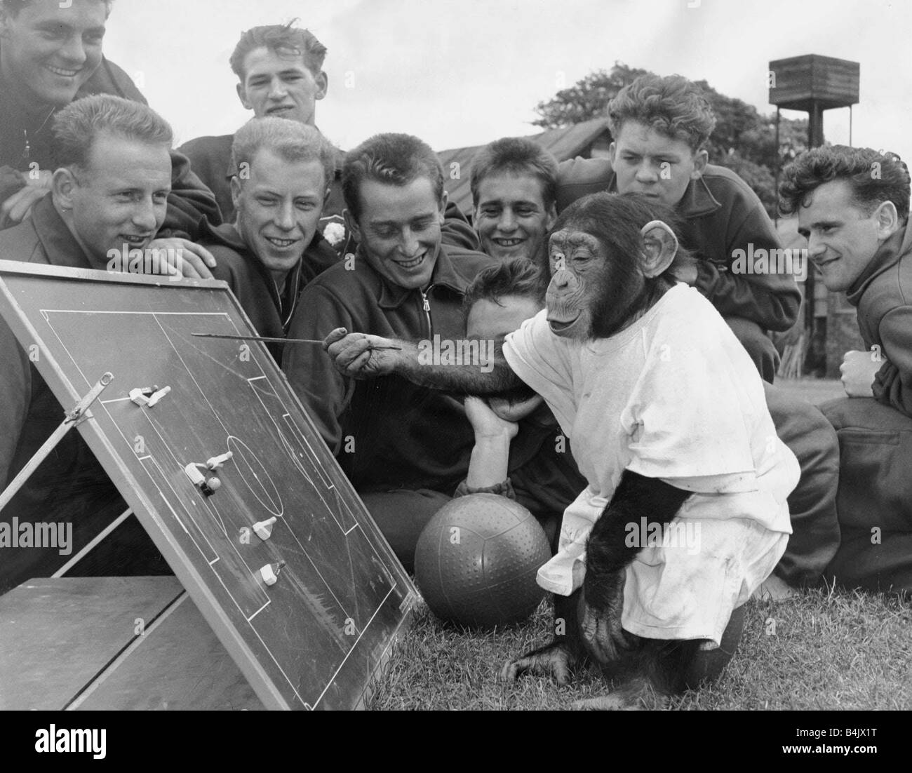Chimpanzee August 1962 Jackie The Chimp at Flamingo Park Zoo Yorkshire