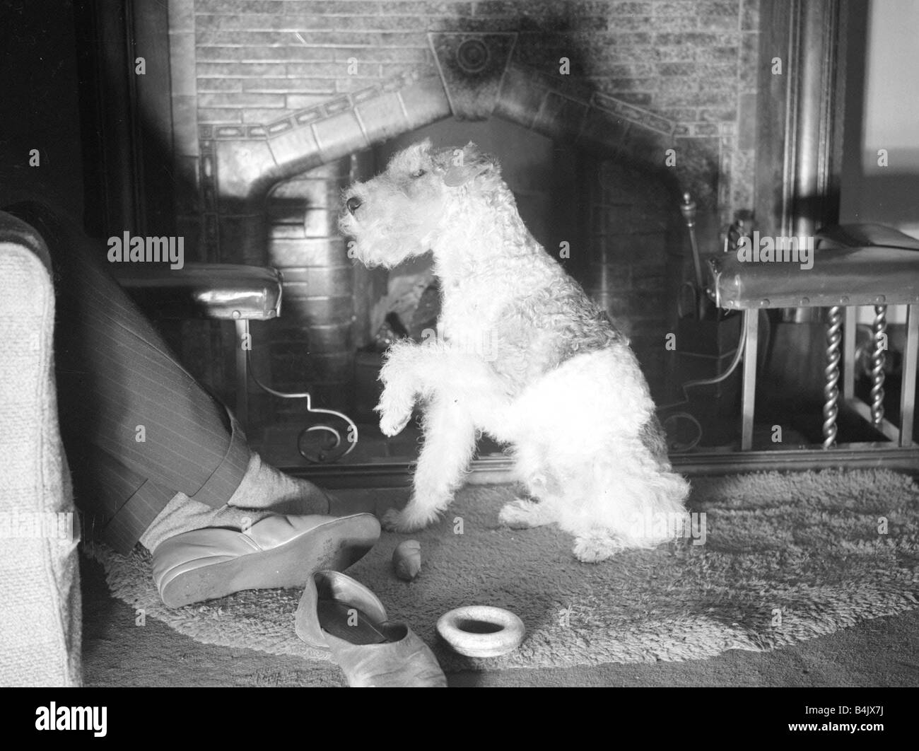 A dog at a fire side Fire Place circa 1940 Stock Photo