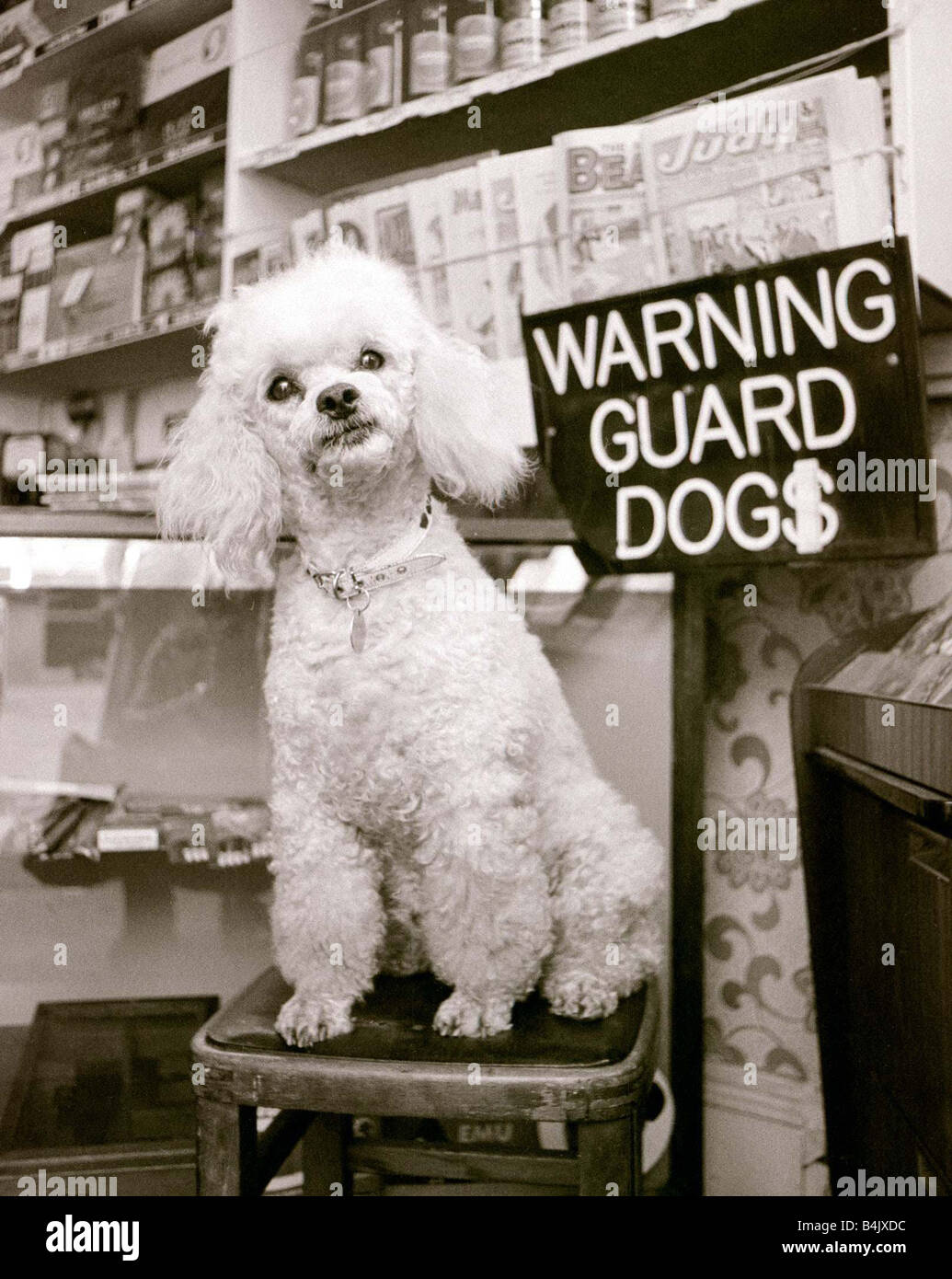 Do Dogs Understand Laughing