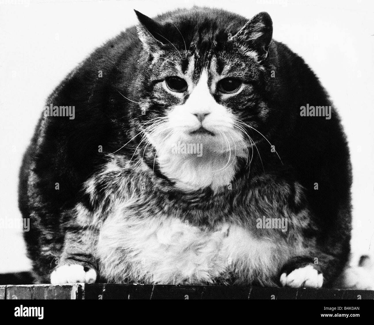 Tiddles the cat At 12 years old three feet long one foot wide and weighing 30lb Perhaps Tiddles wasnt the most appropriate name Stock Photo