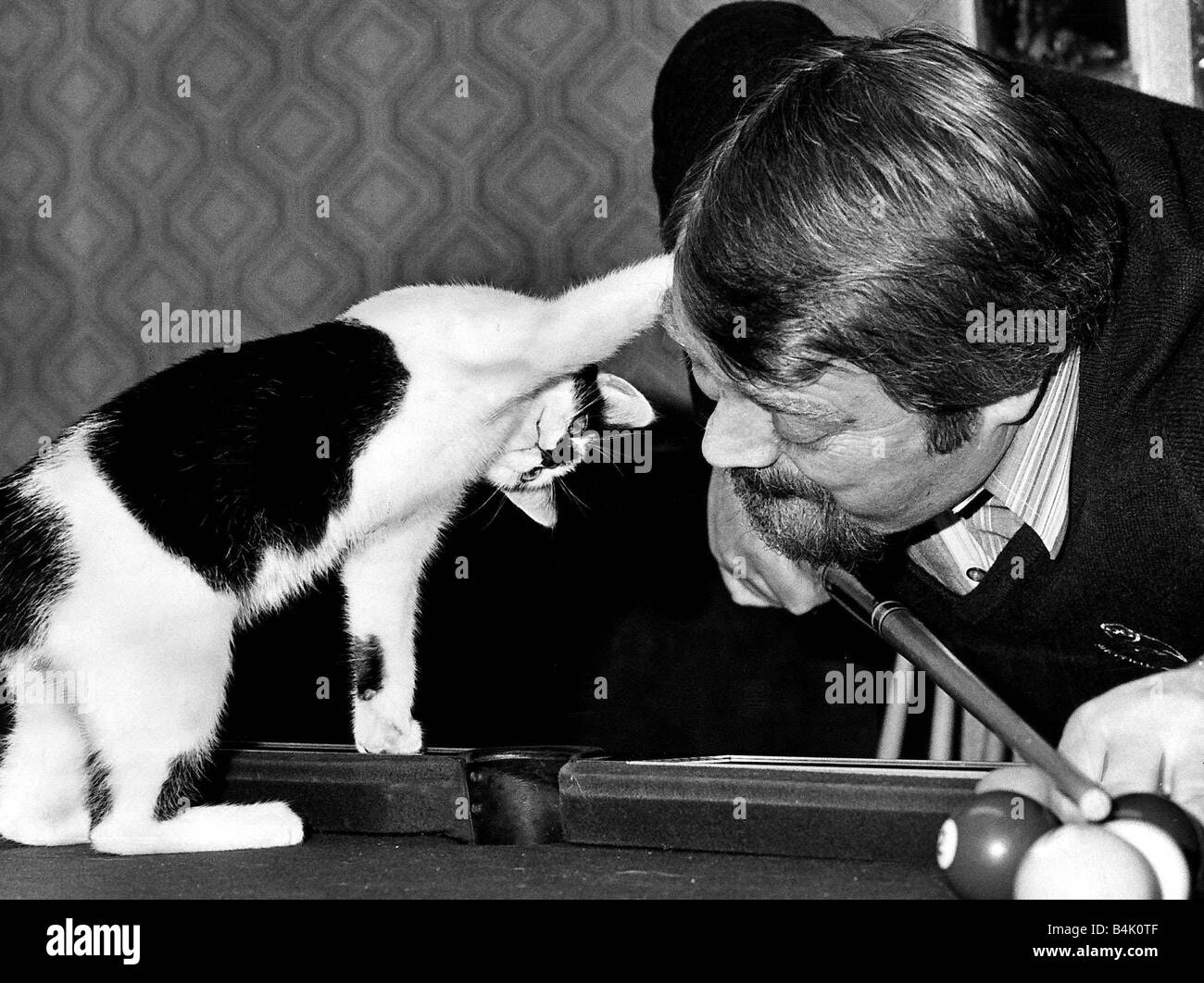 Cat plays pool snooker stands on table circa 1973 Stock Photo