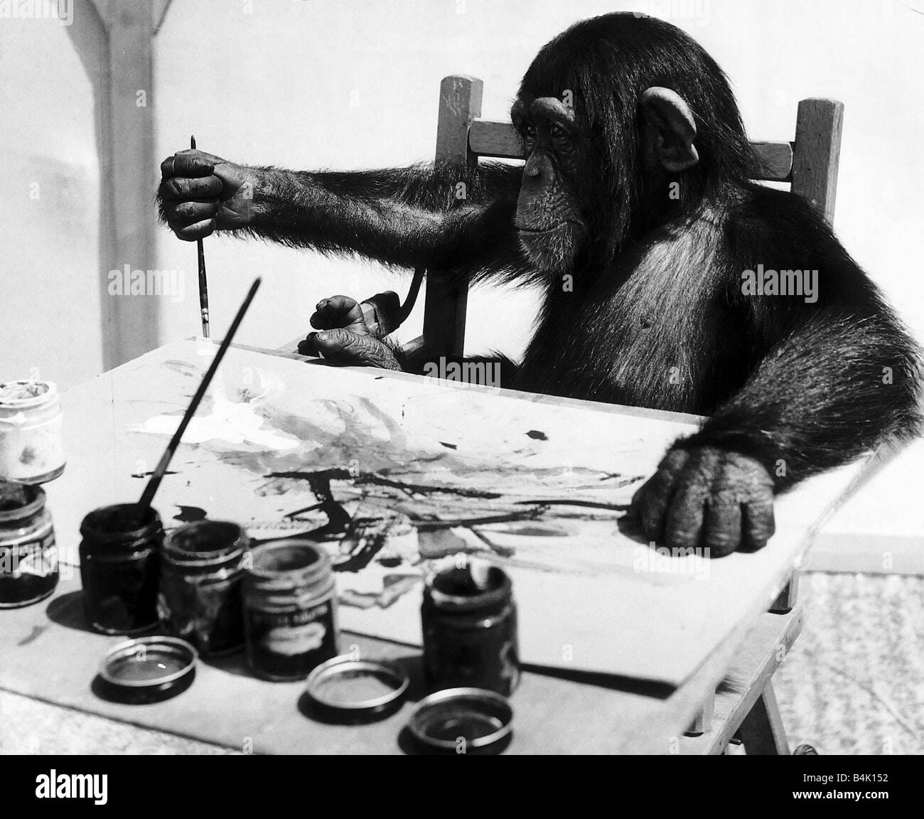 Congo chimpanzee painting hires stock photography and images Alamy
