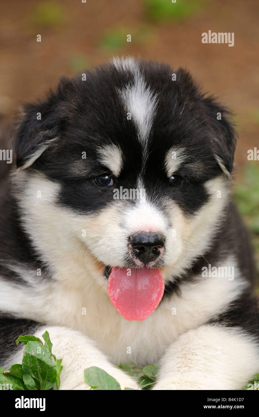 Panting Greenland Dog puppy Stock Photo