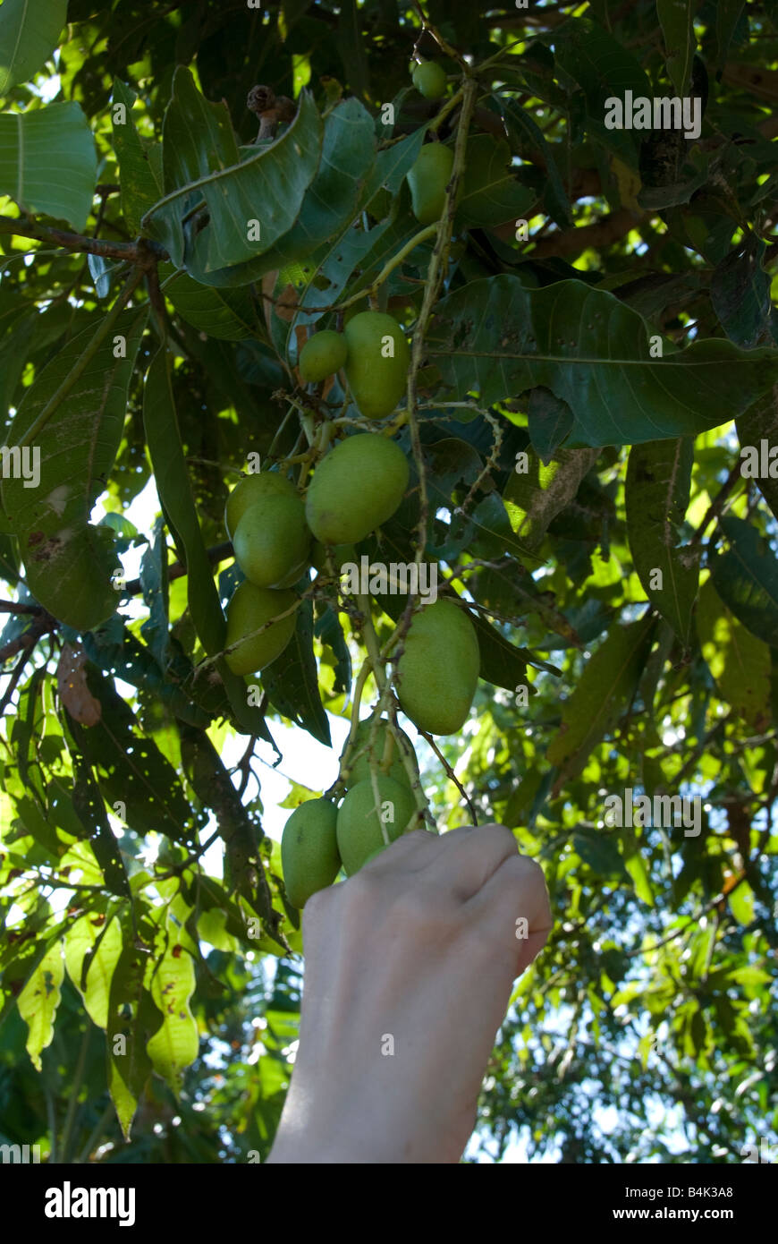 Papaya growing in Phan Thiet Vietnam Stock Photo Alamy