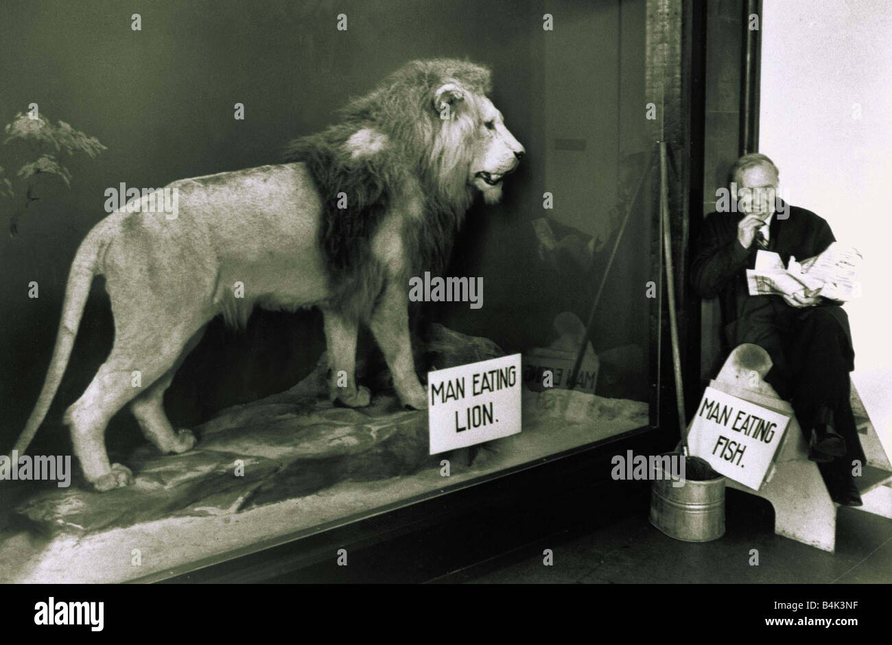 Animals Lion in a glass cage watch man eating fish circa 1960 Stock Photo -  Alamy
