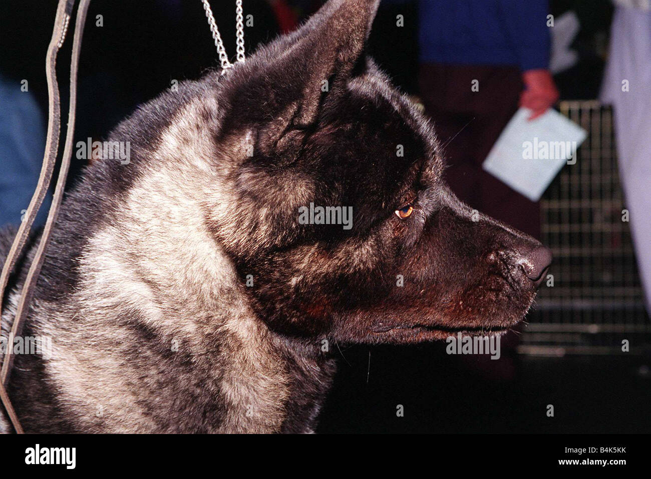 Dogs Japanese Akita at Crufts dog show 1998 Stock Photo - Alamy