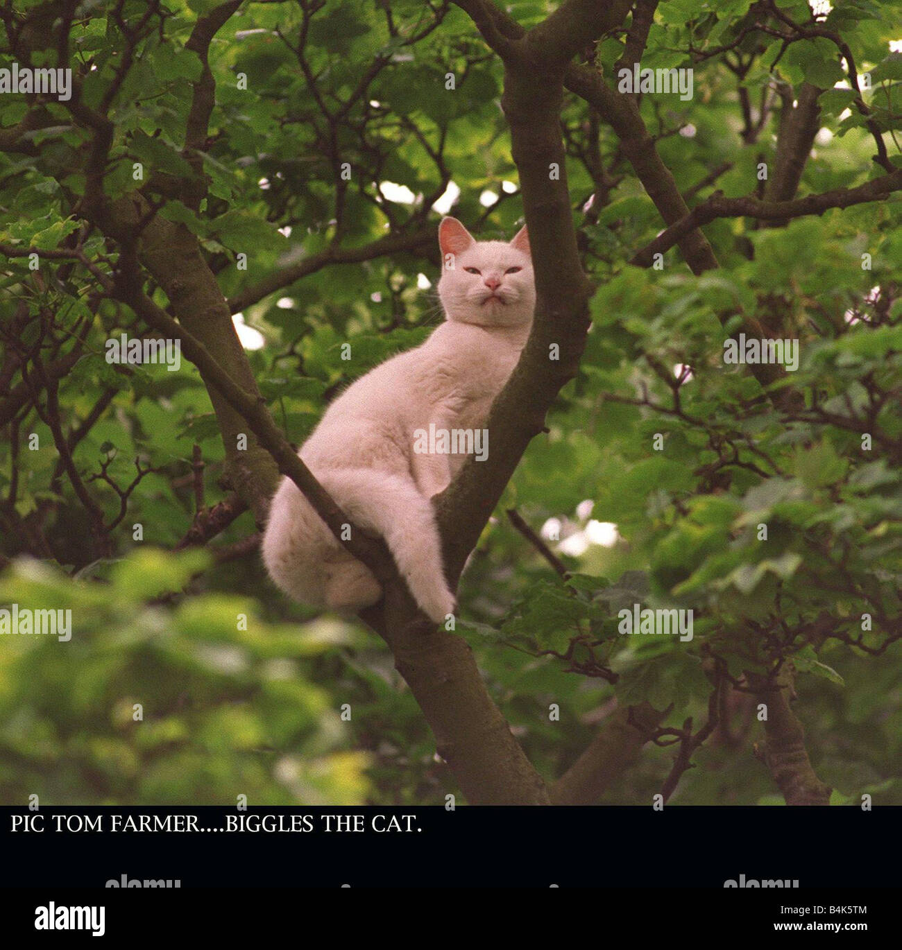 BIGGLES THE CAT STUCK UP TREE AUGUST 1997 BARNTON EDINBURGH Stock Photo