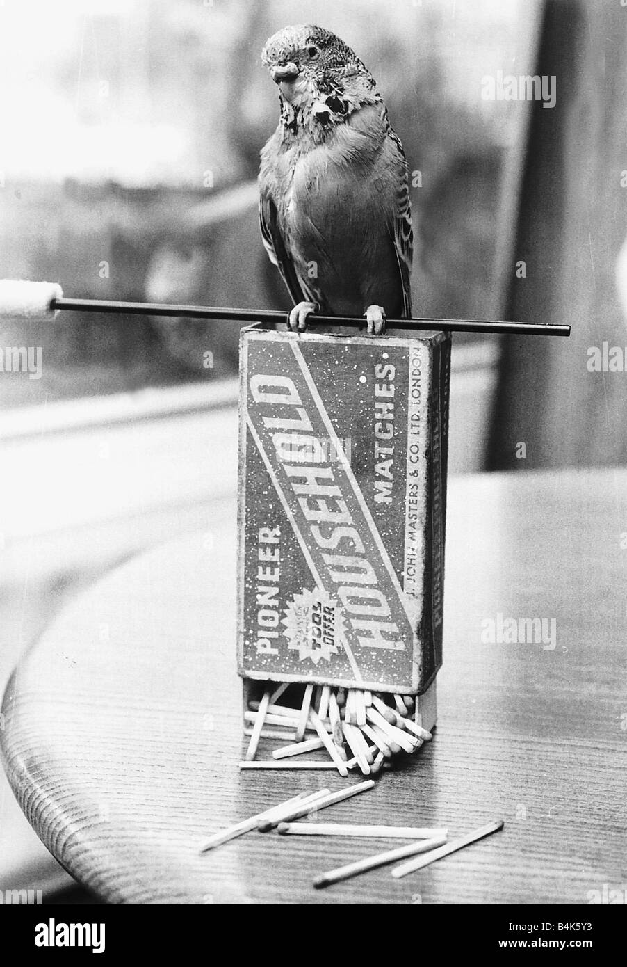 Budgie sitting on box of matches 1978 Stock Photo