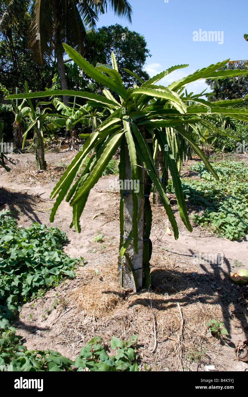 Five stems of dragon fruit plants being trained up a reinforced concrete support Stock Photo