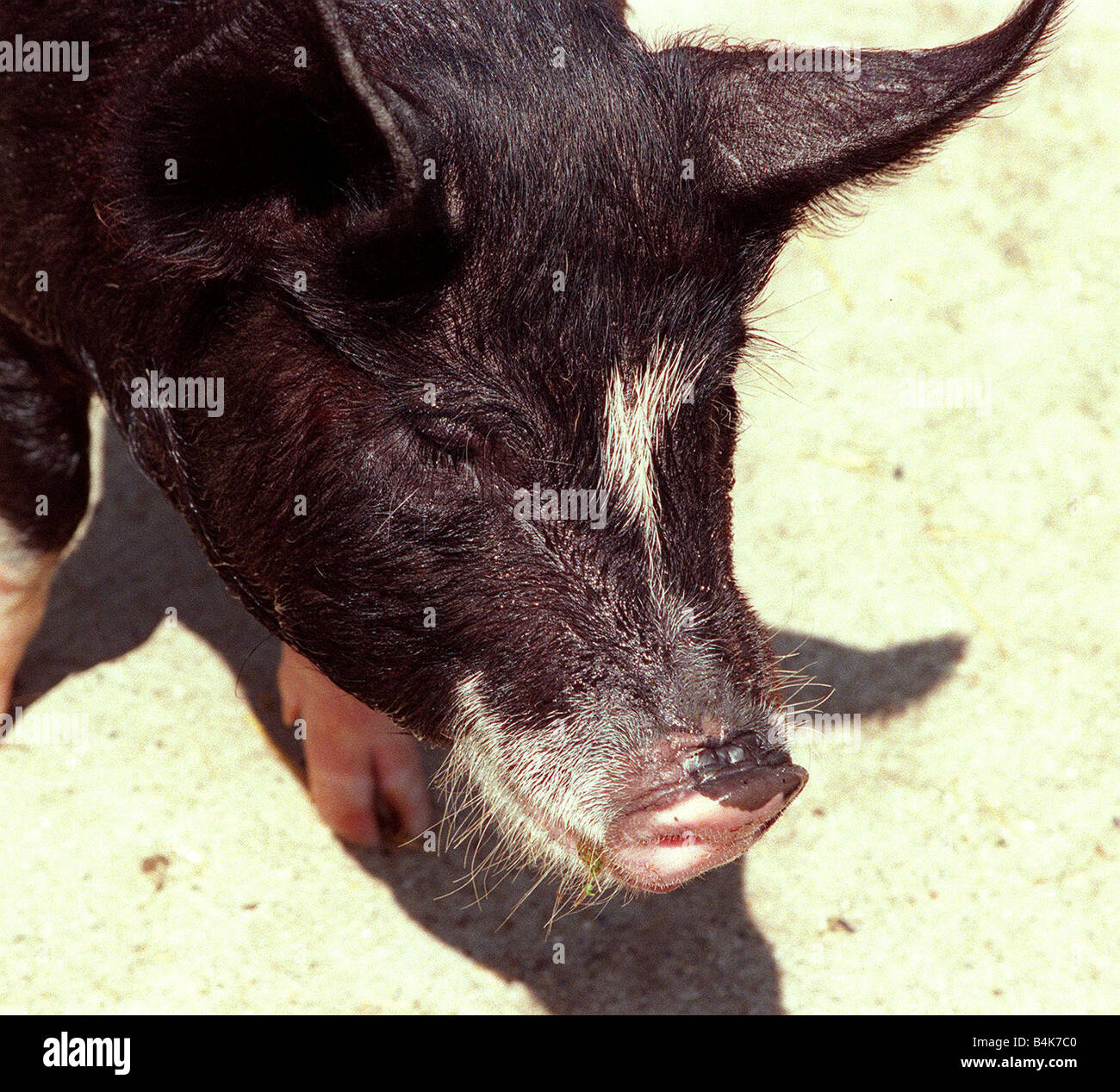 Berkshire pig at Aldenham Country Park July 1996 Stock Photo