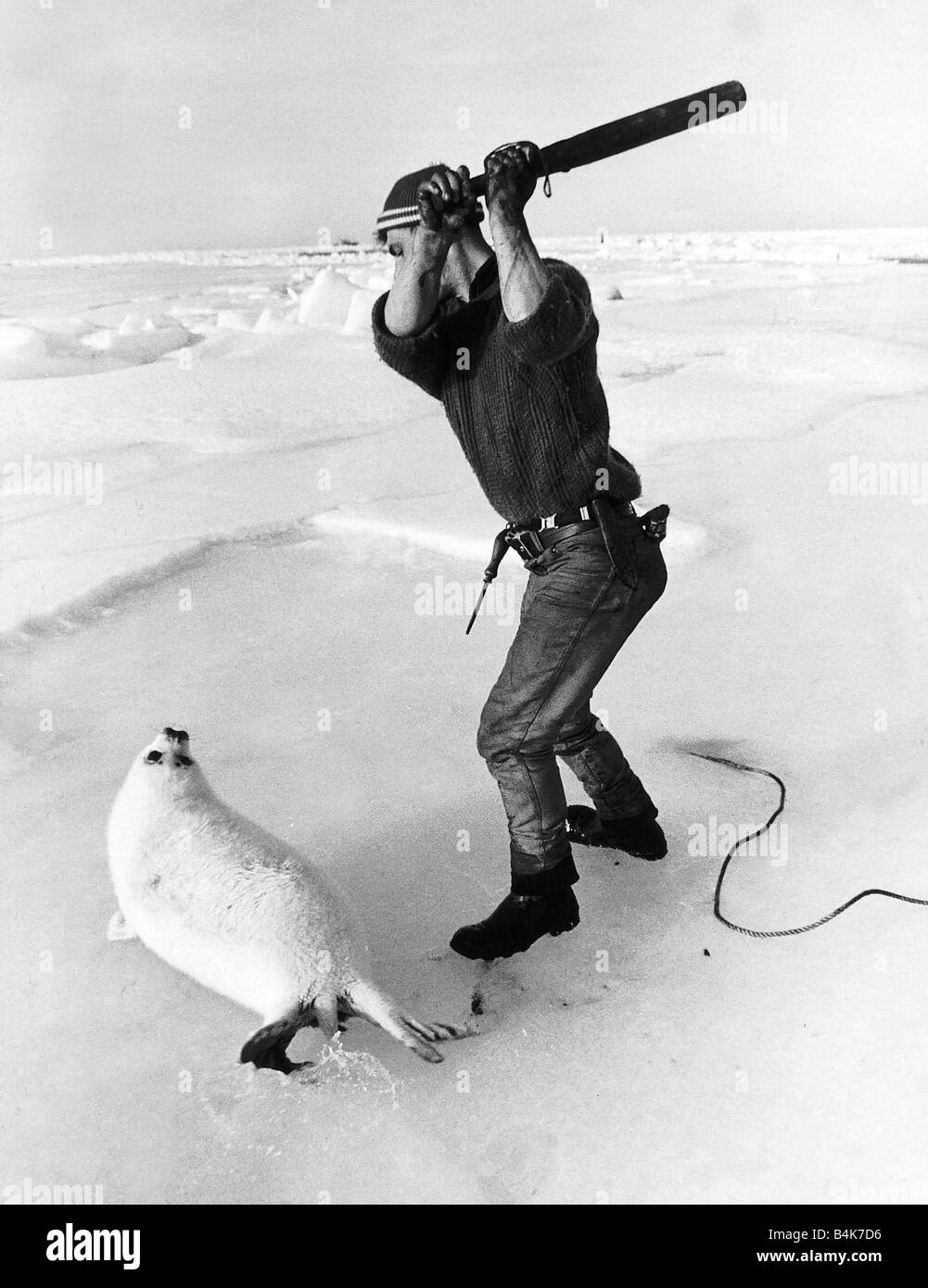 Hunter clubbing a baby seal to death in 1986 Y2K Animal Y2K Protest Mirror photographer Kent Gavin s award winning picture of the annual seal cull in the Arctic stunned the world into protest weby dtgu2 Stock Photo