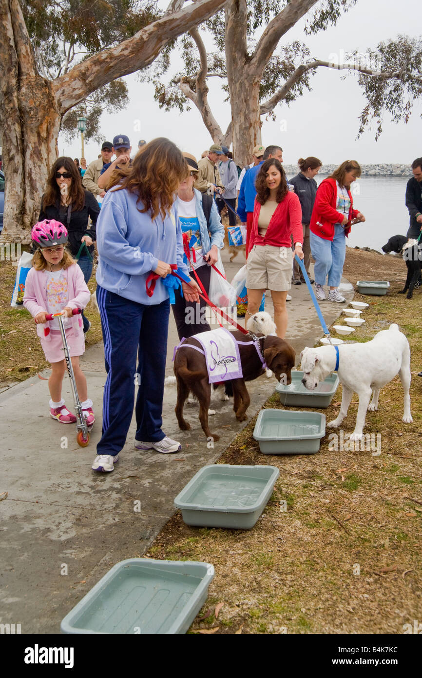 A dog owner with one pet in her hand and another in her pocket visits a weekend Wag A Thon in Dana Point CA Stock Photo