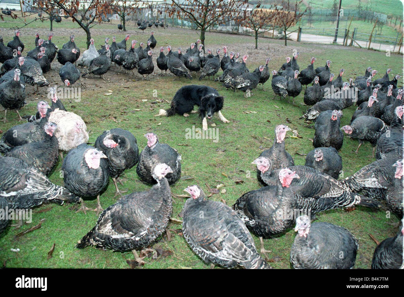 Turkeys eye hi-res stock photography and images - Alamy