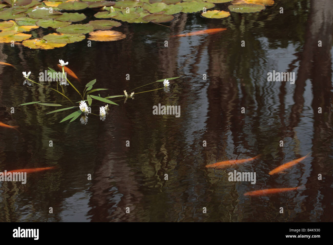 Ornamental pond of water lilies and goldfish at Logan Botanic Garden, Dumfries & Galloway. Stock Photo