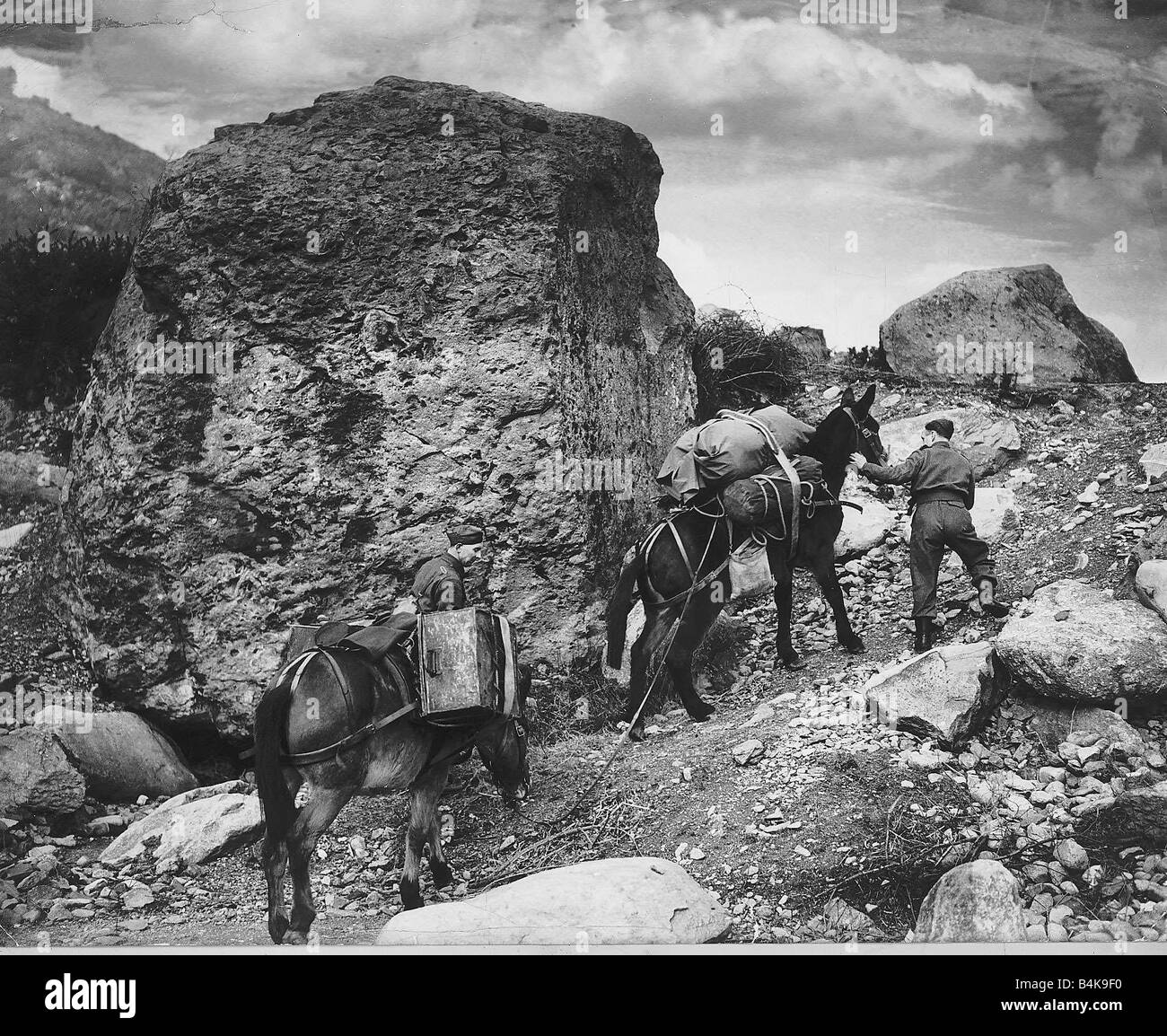 WW2 Mules taking ammunition up hill Mar 42 in North Wales for an ack ack battery Stock Photo