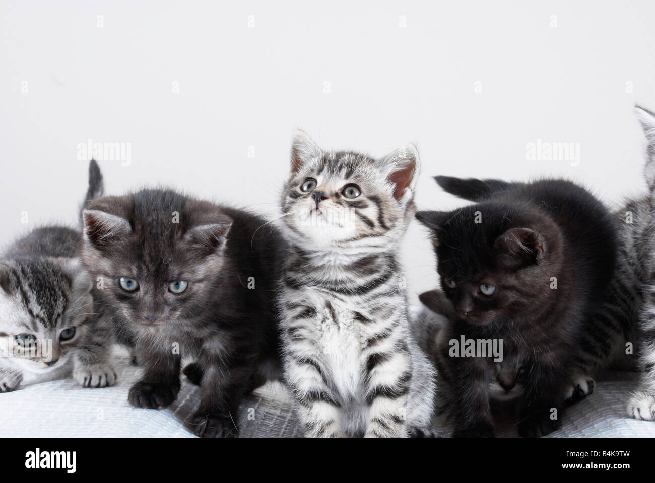litter of kittens Stock Photo Alamy