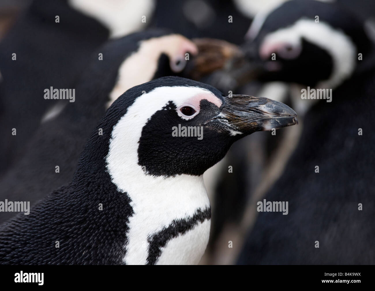 Black footed Penguin Stock Photo