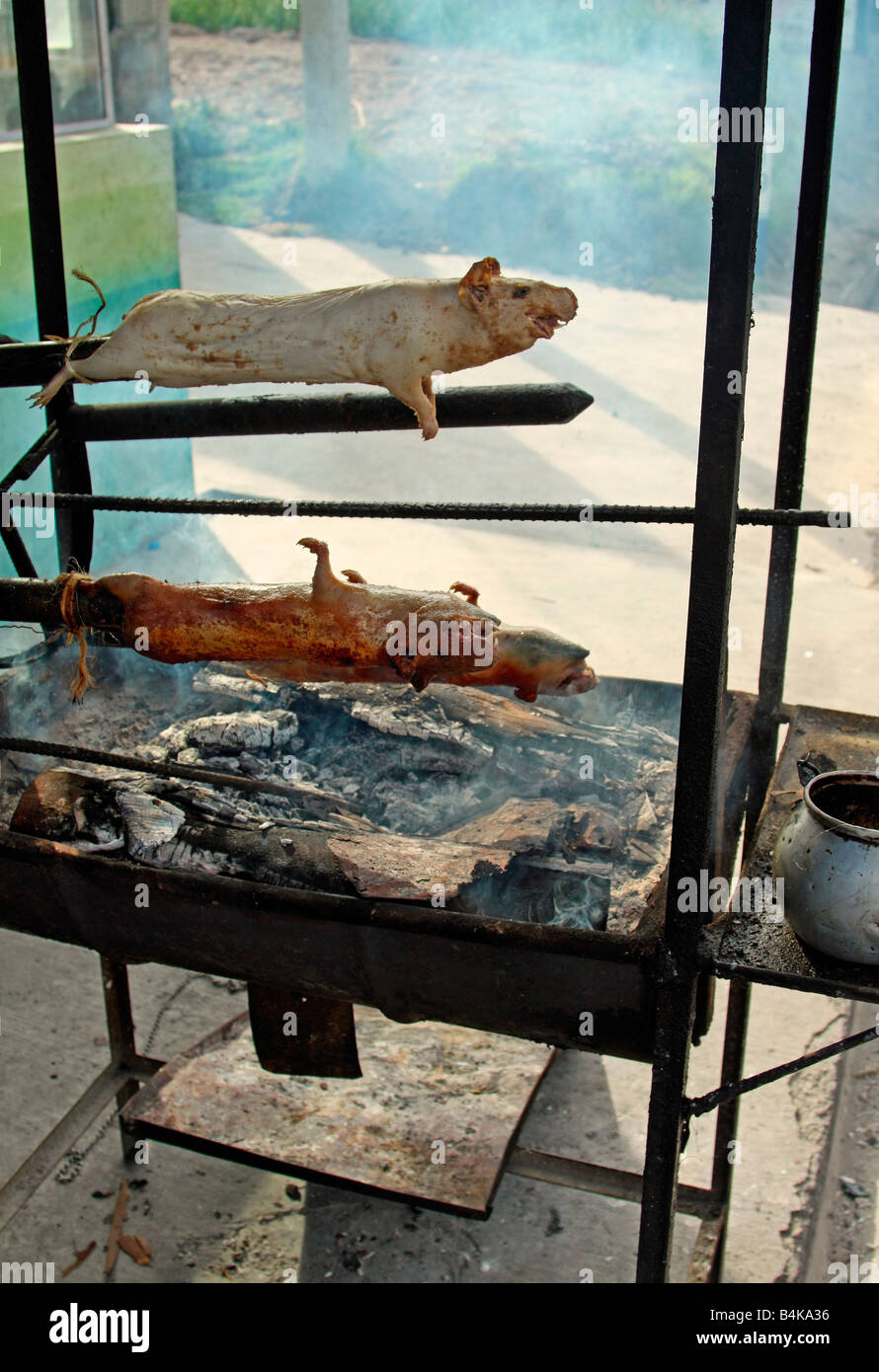 Guinea pigs (cuy) barbecued at roadside, Panamerican Highway, near Salcedo, Ecuador Stock Photo