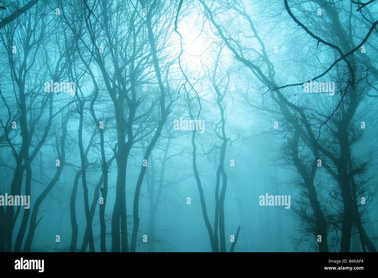 trees in the mist Stock Photo - Alamy