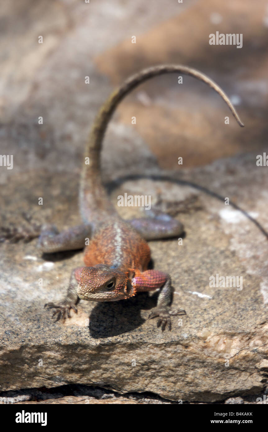 African lizard on rock in Masai Mara, Kenya, East Africa Stock Photo