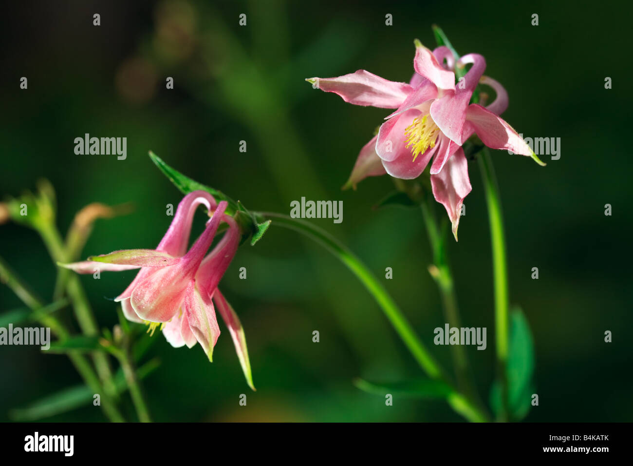 Aquilegia flower Stock Photo