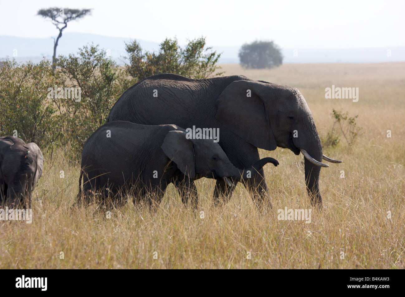 African elephant with baby elephant in Masai Mara, Kenya, East Africa Stock Photo