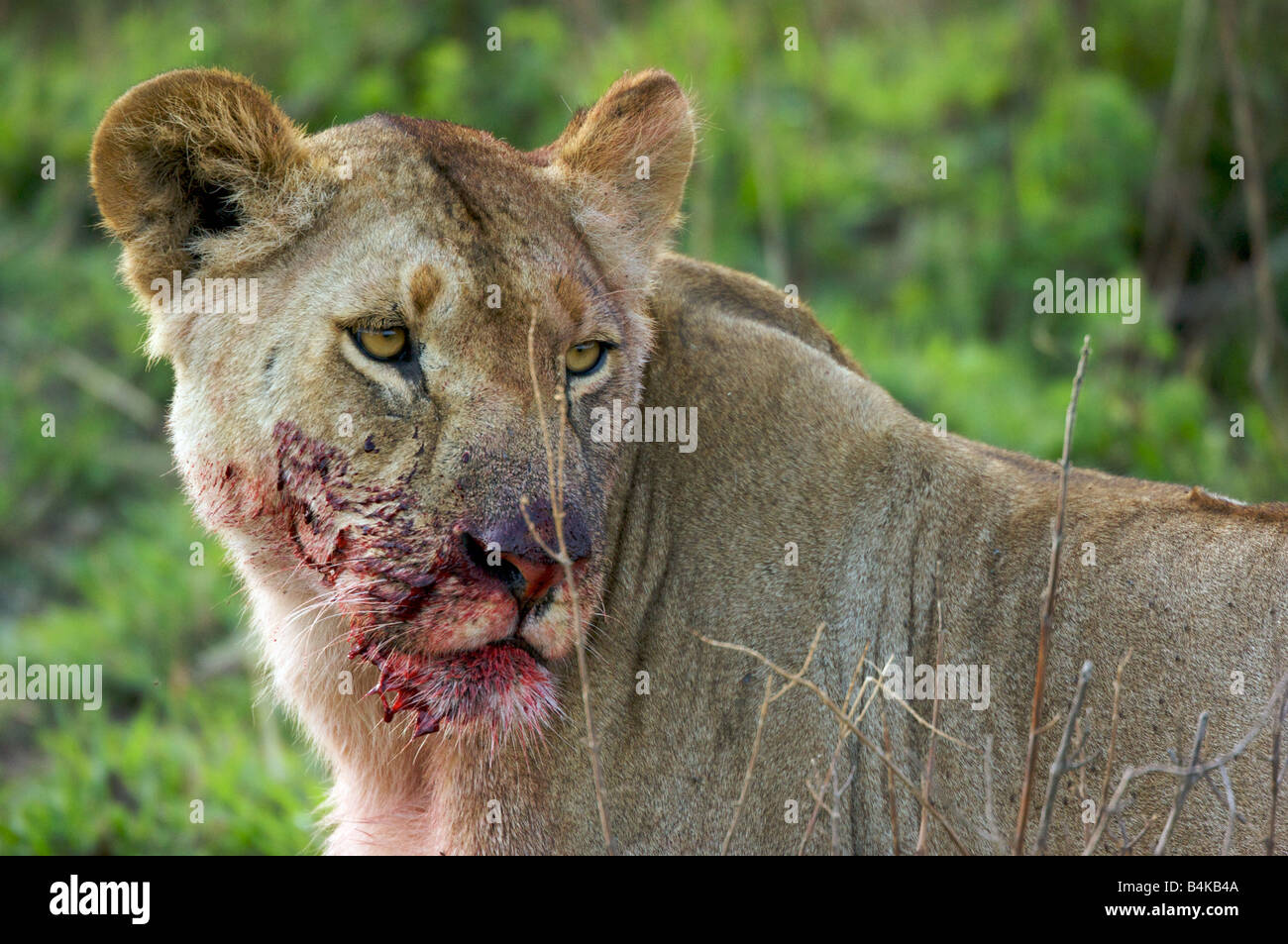 Lion blood hi-res stock photography and images - Alamy