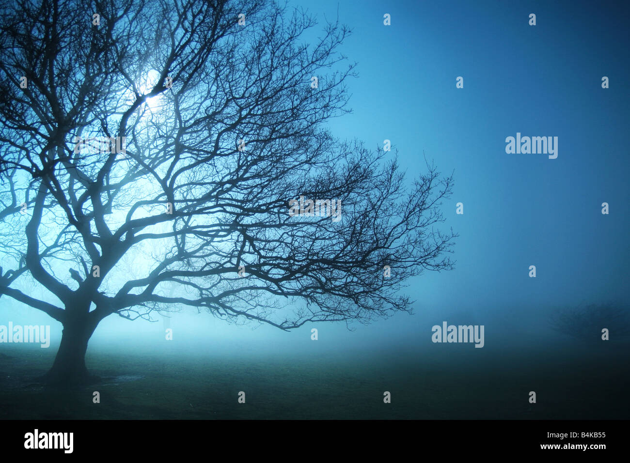 trees in the mist Stock Photo - Alamy