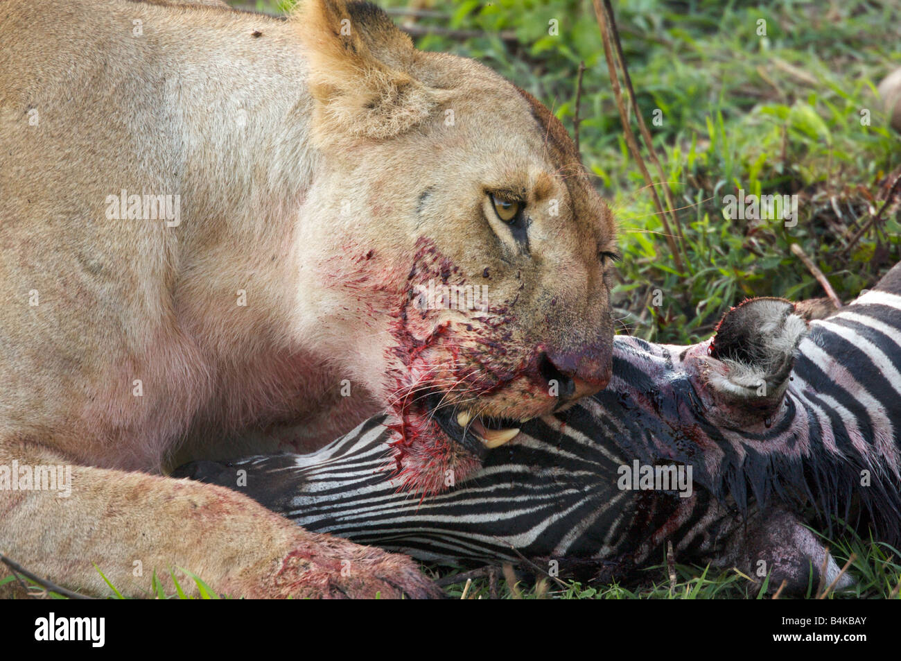 Lion with blood on fur from killing zebra, Masai Mara, Kenya, East Africa Stock Photo
