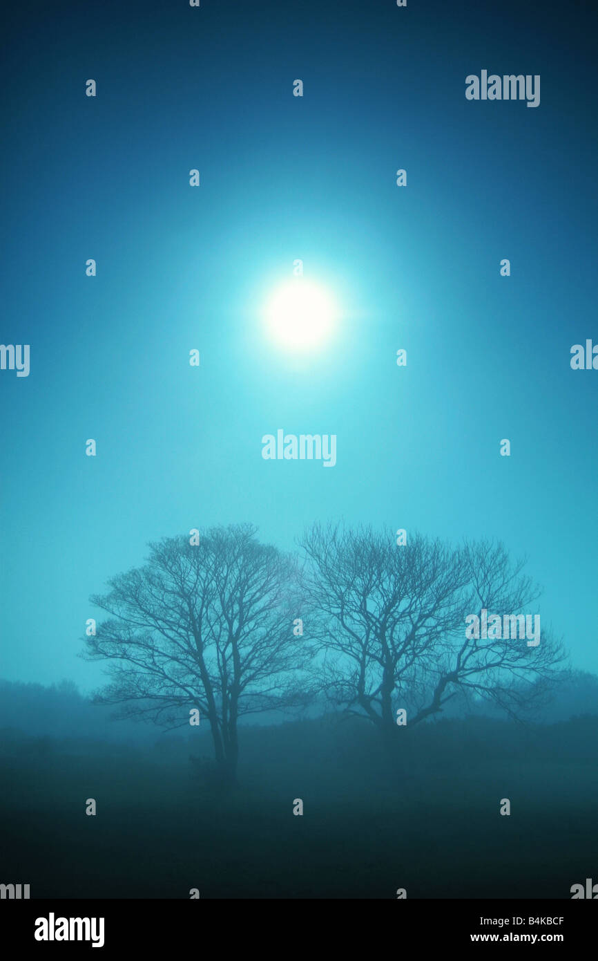 trees in the mist Stock Photo - Alamy